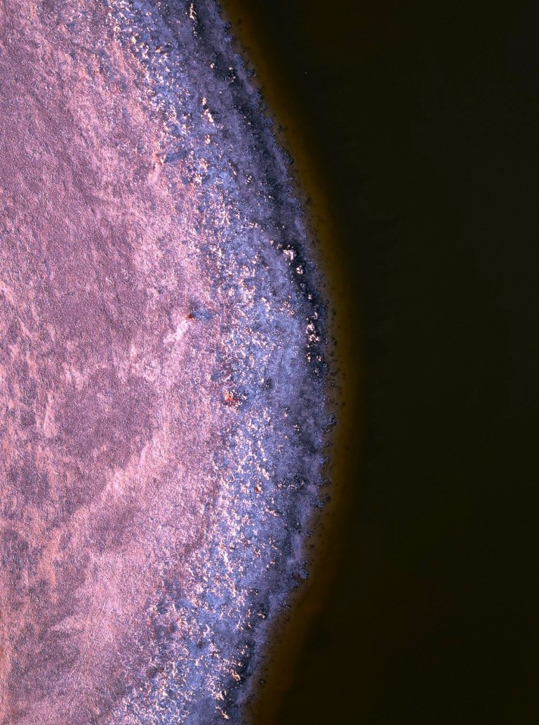 Image of a cell through a microscope